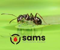 Sams Ant Exterminator Adelaide image 4